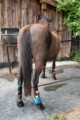 Forschende von Salzburg Research und Pegasox stehen mit Pferd Contigo auf einem Reitplatz in Bergheim; an den Pferdebeinen sind Sensor-Hufsocken für erste Messungen angebracht.