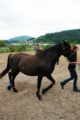 Forschende von Salzburg Research und Pegasox stehen mit Pferd Contigo auf einem Reitplatz in Bergheim; an den Pferdebeinen sind Sensor-Hufsocken für erste Messungen angebracht.
