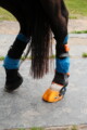 Forschende von Salzburg Research und Pegasox stehen mit Pferd Contigo auf einem Reitplatz in Bergheim; an den Pferdebeinen sind Sensor-Hufsocken für erste Messungen angebracht.
