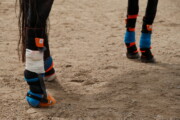 Forschende von Salzburg Research und Pegasox stehen mit Pferd Contigo auf einem Reitplatz in Bergheim; an den Pferdebeinen sind Sensor-Hufsocken für erste Messungen angebracht.