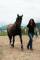 Forschende von Salzburg Research und Pegasox stehen mit Pferd Contigo auf einem Reitplatz in Bergheim; an den Pferdebeinen sind Sensor-Hufsocken für erste Messungen angebracht.